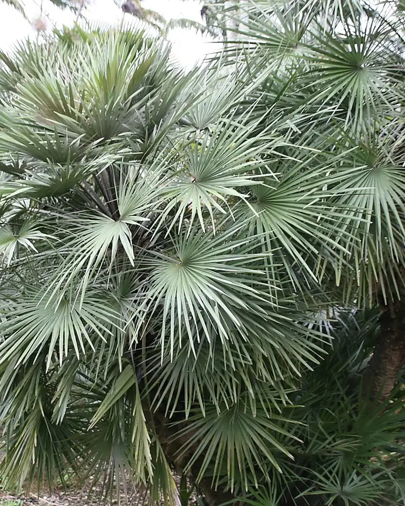 Mediterranean fan palm, a dense bush of fan-shaped leaves