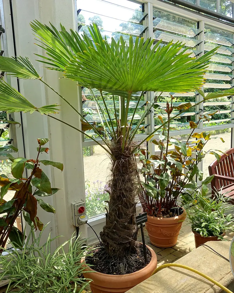 Lehvikpalm terrakotapotis kasvuhoones