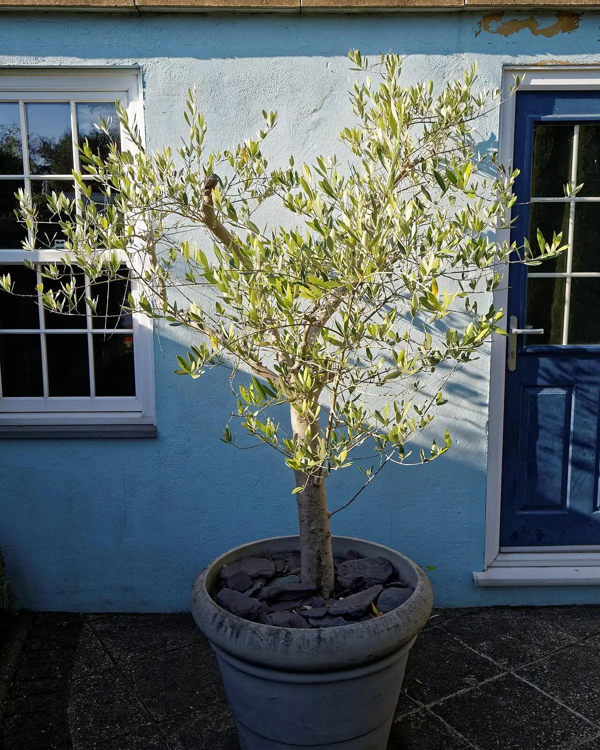 Olive tree in a large pot on a terrace in front of a house