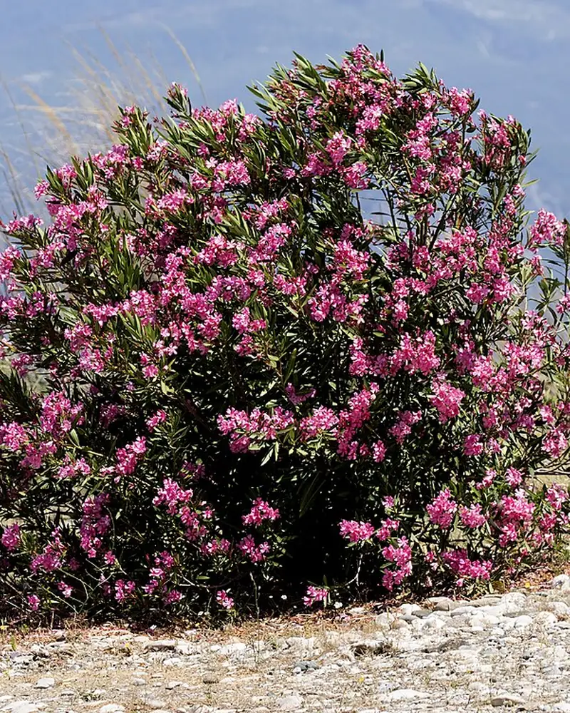 Oleander bush covered in pink flowers