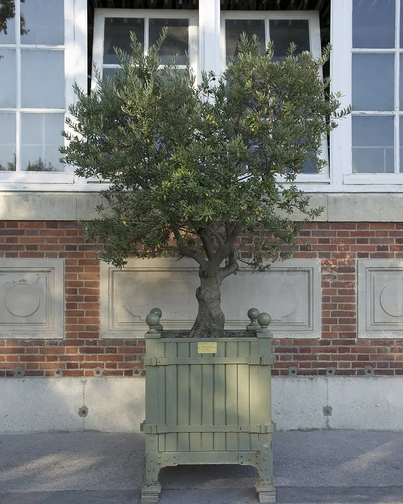 Olive tree with a thick trunk in a large wooden planter