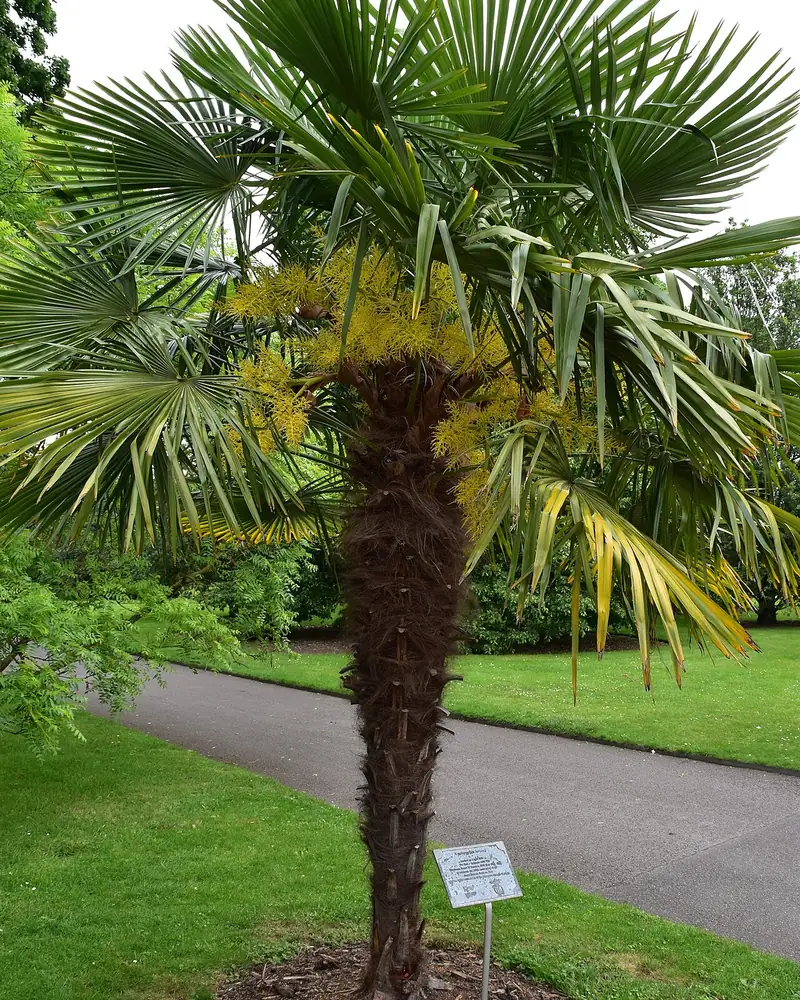 Windmill palm with a fibrous trunk and fan-shaped leaves